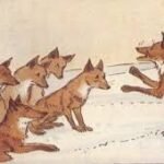 The fox without a tail