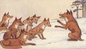 The fox without a tail