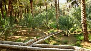 Al Ain Oasis Palms