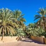 Al Ain Oasis Palms