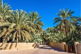 Al Ain Oasis Palms