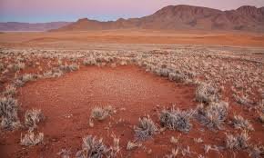 Qatar's Desert Fairy Circles