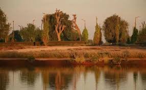 The Cursed Tree of Al Qudra