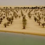 The Cursed Tree of Al Qudra