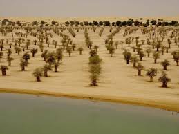 The Cursed Tree of Al Qudra