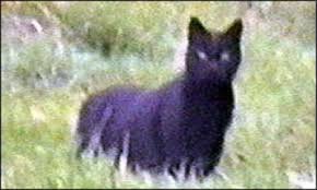 The Beast of Bodmin Moor